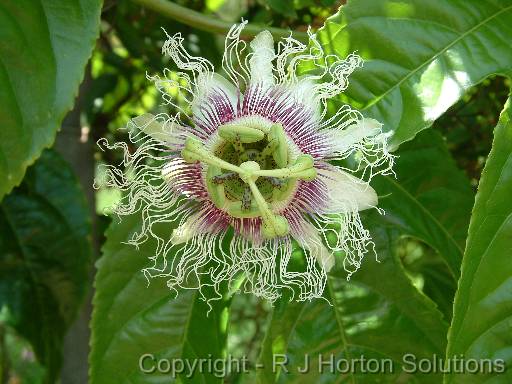 Passionfruit flower_2 